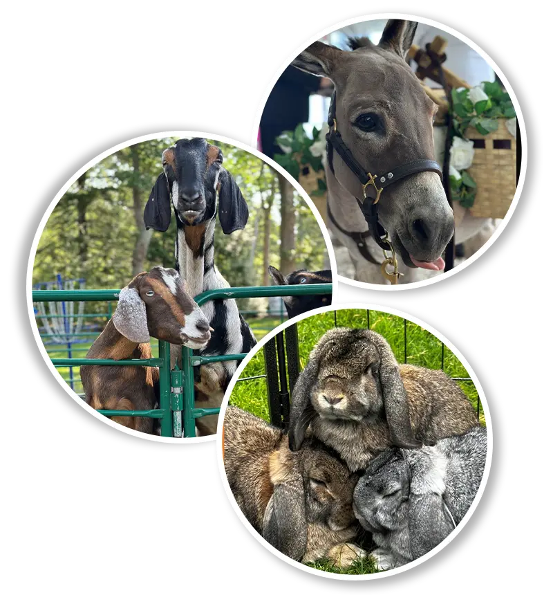 Image collage of petting zoo animals by Long Island Pony Parties & Petting Zoo